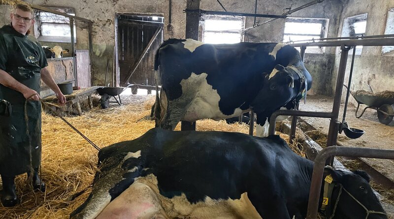 Bei der Geburt gibt es Probleme. Großtierarzt Christian Harke versucht, das Kälbchen mit Hilfe von Seilen herauszuholen. – Bild: NDR /​ Saskia Bezzenberger /​ Flemming Postproduktion