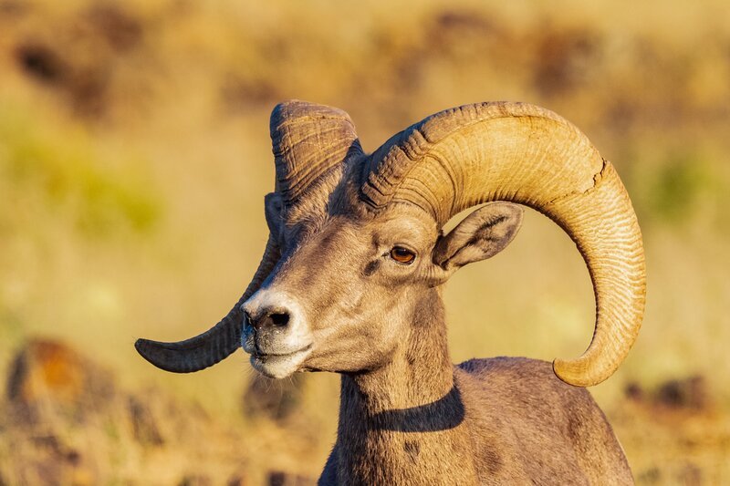 Dickhornschaf (Ovis canadensis). – Bild: ORF III