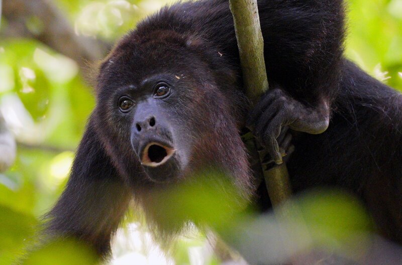 Die größte Bedrohung für den Brüllaffen ist der Verlust seines Lebensraums – durch die Abholzung der Wälder greift der Mensch massiv in sein Ökosystem ein. – Bild: WEST ONE INTERNATIONAL LIMITED