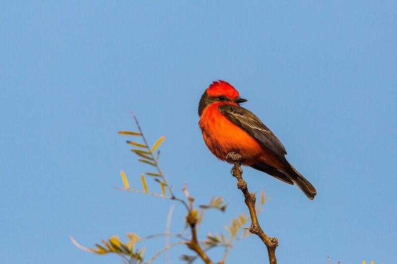 Rubintyrann (Pyrocephalus rubinus). – Bild: ORF III Rubintyrann (Pyrocephalus rubinus). – Bild: ORF III