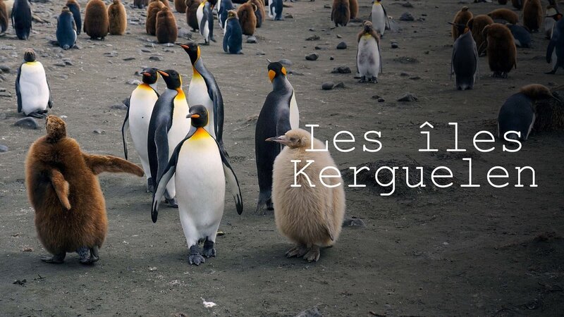 Die Kerguelen - Archipel am Ende der Welt – Bild: Arte