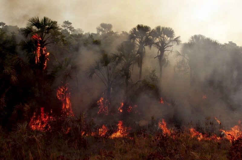 Besonders in der trockenen Jahreszeit sind Brände eine große Gefahr für die Tier- und Pflanzenwelt des Nationalparks Emas. – Bild: Gebrueder Beetz/​Grifa Filme
