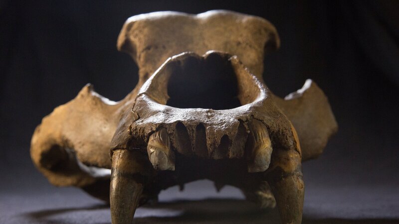 Schädel eines eiszeitlichen Höhlenbären. Der Tierbestand wurde durch die frühen Menschen stark dezimiert. – Bild: ZDF und Florian Breier