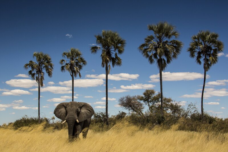 Elefanten folgen in Regionen mit permanenten Gewässern wie dem Okawango alten Wanderrouten. – Bild: Terra Mater Factual Studios /​ Wildlife Films /​ Beverly Joubert