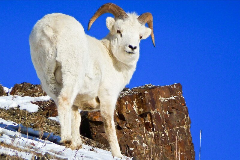 Dall-Schaf. – Bild: ORF III Dall-Schaf. – Bild: ORF III