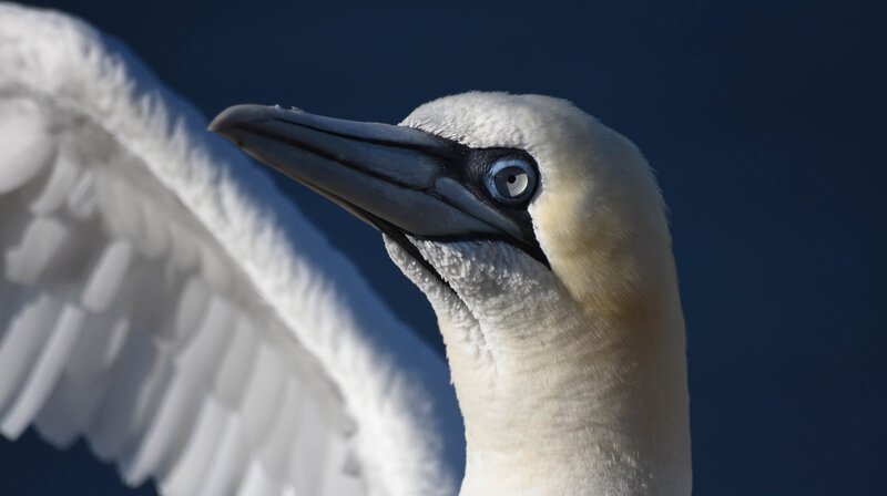 Der Basstölpel ist zwar nicht vom Aussterben bedroht, jedoch sehr selten. In Deutschland steht er deshalb auf der Roten Liste. – Bild: NDR/​Doclights GmbH