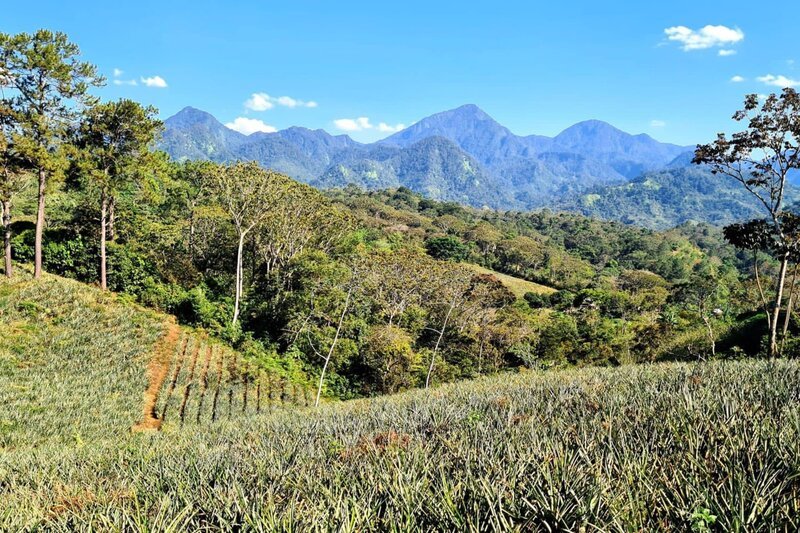 Ananasfelder am Lago de Yojoa/Honduras. – Bild: ZDF/​arte, Jessica Szczakiel, Susanne Brand