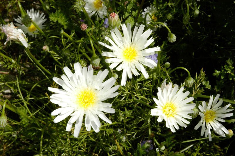 Universum: "Baja California - Das andere Kalifornien" — die mexikanische Halbinsel zwischen Pazifik und See von Cortez, mit spektakulärer Megafauna und Lagunen, in denen sich Grauwale, Blauwale und Teufelsrochen versammeln. – Bild: ORF/Mike Potts Universum: "Baja California - Das andere Kalifornien" — die mexikanische Halbinsel zwischen Pazifik und See von Cortez, mit spektakulärer Megafauna und Lagunen, in denen sich Grauwale, Blauwale und Teufelsrochen versammeln. – Bild: ORF/Mike Potts