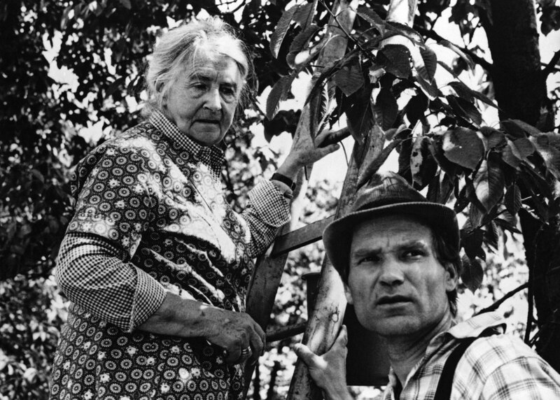 Oma Petermann (Else Quecke) hilft Helmut Cordes (Ulrich Faulhaber) bei der Obsternte. – Bild: NDR/​Stroemer