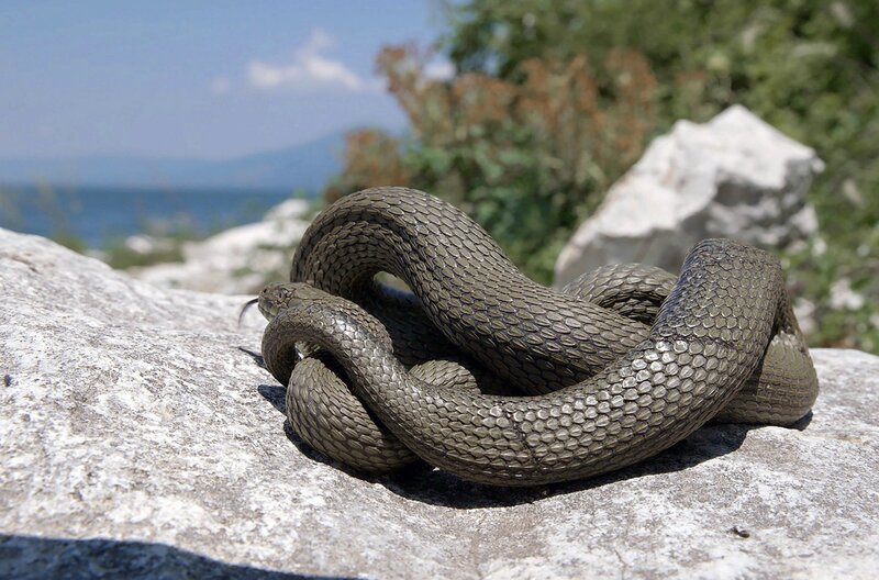 Golem Grad (‚Schlangeninsel‘). Am häufigsten anzutreffen sind ungiftige Würfelnattern, die zwischen den Felsen im Wasser leben und kleine Fische jagen. – Bild: Torben Müller/​Vincent Productions