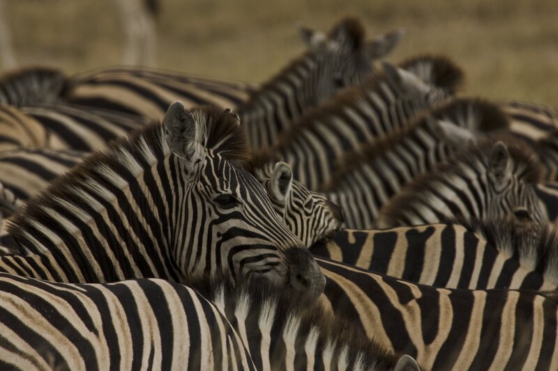 Das Okawango-Delta ist einer der besten Orte in Botsuana, um Zebras zu sehen. – Bild: Beverly Joubert /​ Terra Mater Factual Studios /​ Wildlife Films