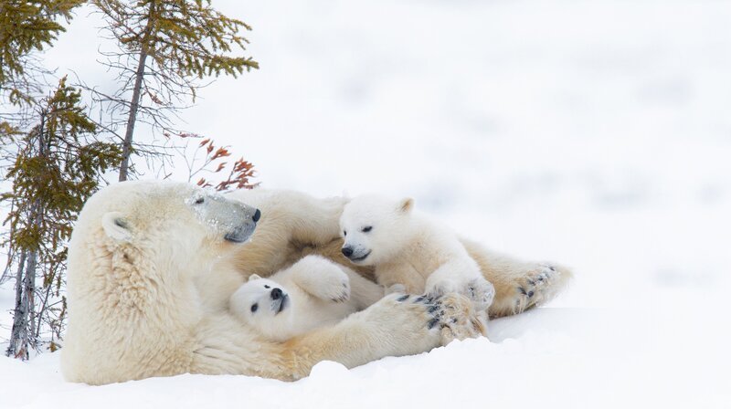Wilde Eisbärin mit Jungtieren auf dem Packeis, Wapusk National Park, Manitoba, Kanada. – Bild: phoenix/​Getty Images/​iStockphoto/​Andre Anita