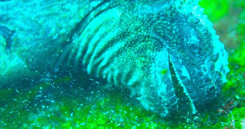 Meerechsen auf den Galapagosinseln ernähren sich von Algen am Meeresboden. – Bild: ZDF/NHNZ/Richard Wollocon Meerechsen auf den Galapagosinseln ernähren sich von Algen am Meeresboden. – Bild: ZDF/NHNZ/Richard Wollocon