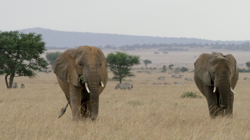 Bild: NDR/​DOCLIGHTS GmbH/​ATARA FILM GmbH