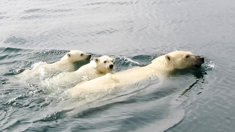 Immer weitere Strecken muss die Eisbärenmutter mit ihren Jungtieren schwimmen. – Bild: phoenix/​Getty Images/​iStockphoto/​avstraliavasin