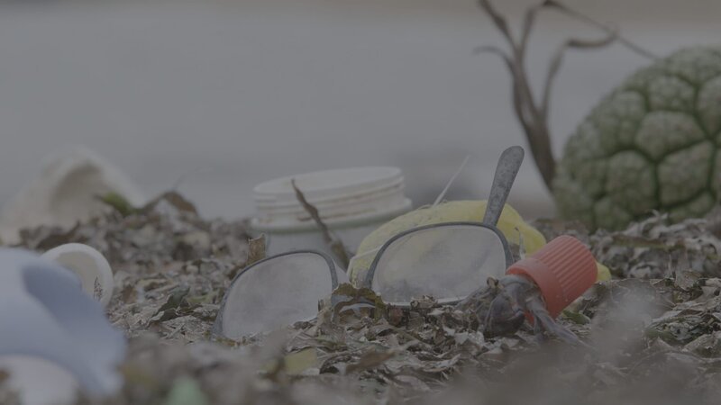 Ein Einsiedlerkrebs macht sich die Umweltverschmutzung zunutze und zieht in einen Flaschenverschluss. – Bild: ZDF und NHNZ, Scott Snider