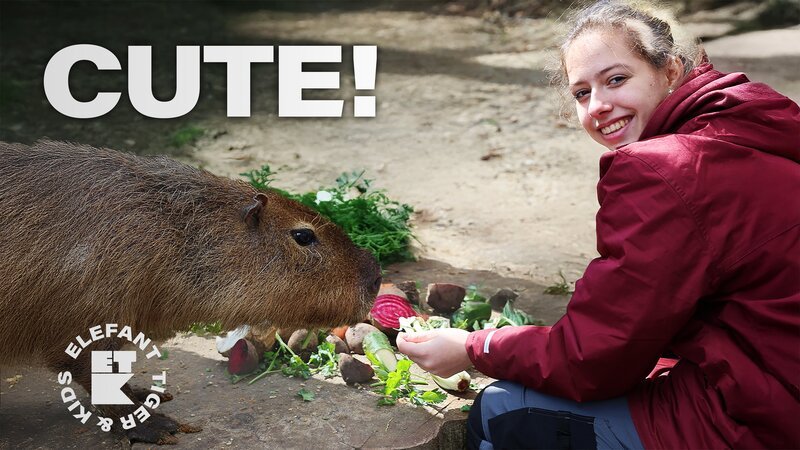 Happy with „Capy“ im Zoo. Vivian füttert die niedlichen Nager mit Rote-Bete-Snacks. – Bild: MDR/​Cine Impuls Leipzig GmbH