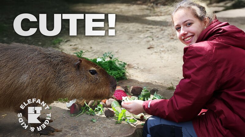 Happy with „Capy“ im Zoo. Vivian füttert die niedlichen Nager mit Rote-Bete-Snacks. – Bild: MDR/​Cine Impuls Leipzig GmbH