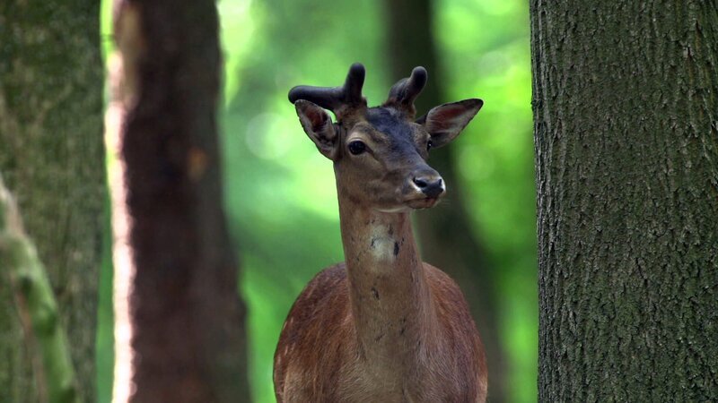 Das Bild zeigt ein Wildtier, einen Hirsch mit jungen Geweihen, der zwischen Bäumen im Wald steht. Der Hintergrund ist grün und vom natürlichen Licht erhellt, was den natürlichen Lebensraum und die ruhige Atmosphäre des Waldes unterstreicht. – Bild: Red Bull Media House/​ServusTV