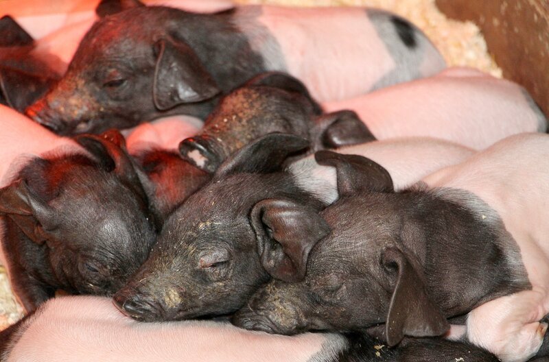 Ferkelzeit auf dem Schaubauernhof der Wilhelma. Die Schwäbisch-Hällische Sau Lucy hat viele kleine Ferkelchen geboren. – Bild: SWR/​Christian Neumann
