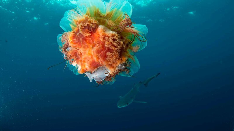 Bild: phoenix/​ZDF/​arte F