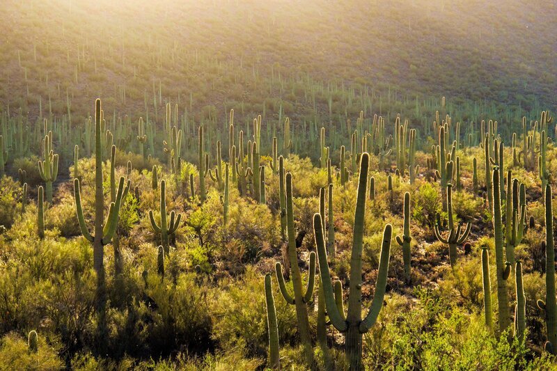 Saguaro-Kaktus im „Saguaro“ Nationalpark. – Bild: ORF III Saguaro-Kaktus im „Saguaro“ Nationalpark. – Bild: ORF III
