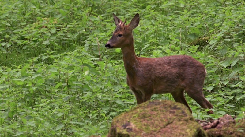 Die Hirsche – Bild: @Red Bull Media House/​ServusTV