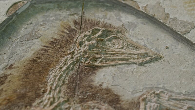 Fossile Funde beweisen: Saurier hatten Federn! – Bild: ZDF und Yoan Cart