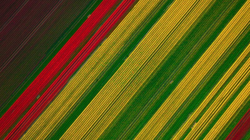 Blick auf Deutschland aus dem All: Die bunte Tulpenblüte im Frühling. – Bild: WDR/​2Pilots