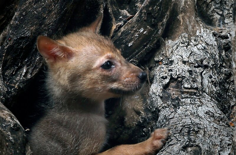 Bild: phoenix/​Pond5