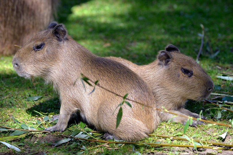 Wasserschwein-Nachwuchs im Zoo Berlin. – Bild: rbb/​Thomas Ernst