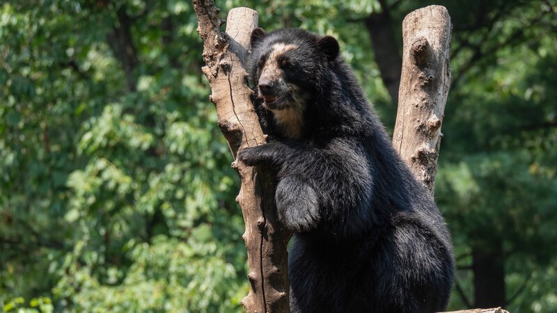 Bild: Animal Planet /​ Discovery Communications, LLC