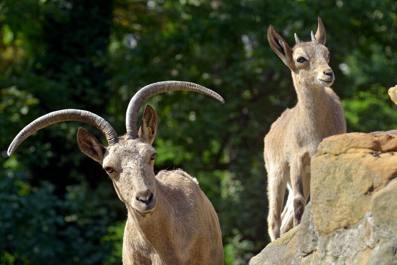 Steinbock-Jungtier im Zoo Berlin. – Bild: rbb/​Thomas Ernst