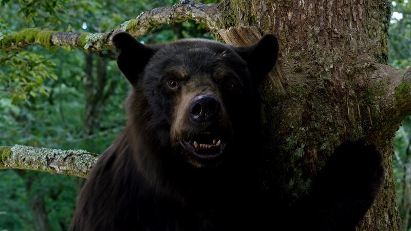Cocaine Bear – Bild: Universal Studios Cocaine Bear – Bild: Universal Studios