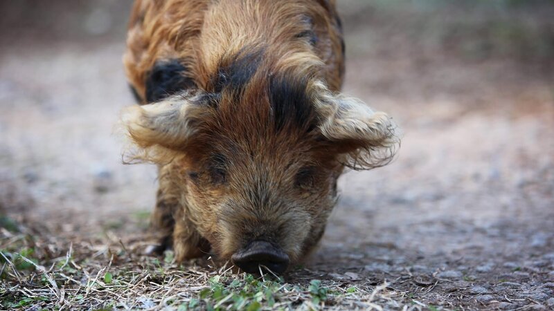 Shot of one of the piglets – Bild: Warner Bros. Discovery