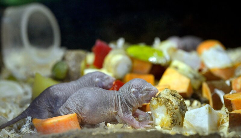 Nacktmull-Nachwuchs im Tierpark Berlin – Bild: rbb/​Thomas Ernst