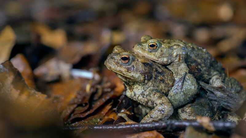 Bild: NDR/​NDR Naturfilm/​Doclights GmbH