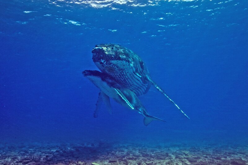 Die warmen und flachen Gewässer vor der Küste Westaustraliens sind für Buckelwale bestens geeignet, um ihre Jungen zur Welt zu bringen. – Bild: BBC Studios /​ ZDF