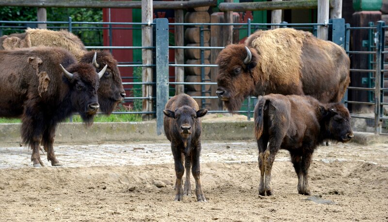 Zwei Bisonkälber im Zoo Berlin. – Bild: rbb/​Thomas Ernst