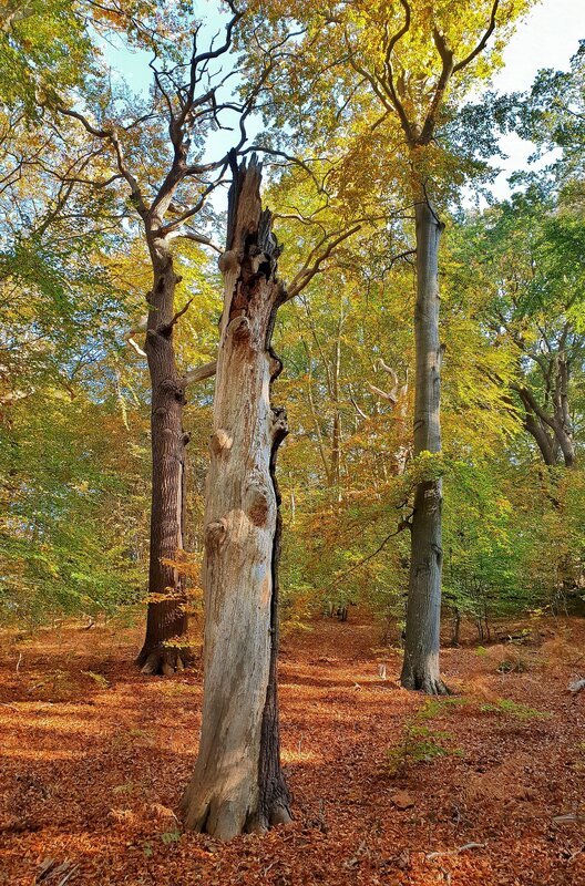 Wälder, in denen alte, abgestorbene Bäume stehen bleiben, sind wertvoll für Insekten, die Totholz zum Überleben brauchen. – Bild: NDR/​Jan Haft