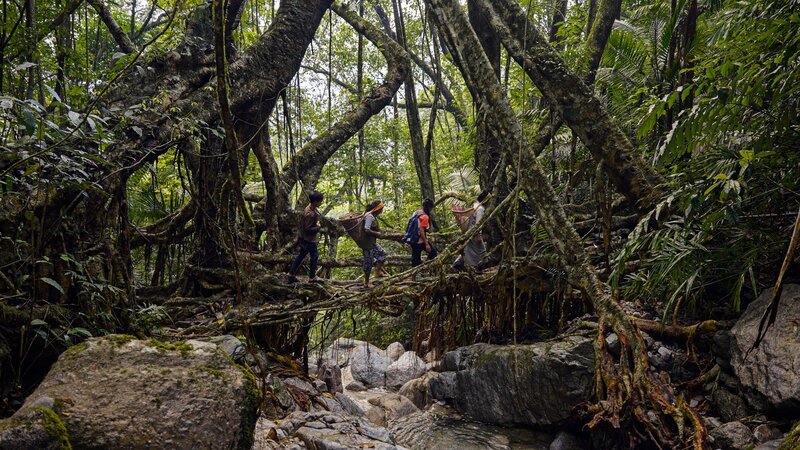 Die „Lebendigen Brücken“ in Meghalaya spielen im Alltag der Khasi noch heute eine wichtige Rolle. – Bild: ZDF und Surabhi Tandon