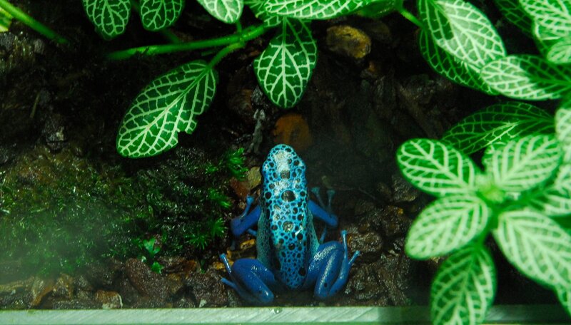 Ein blauer Färberfrosch im Zoo Berlin. – Bild: rbb/​Thomas Ernst
