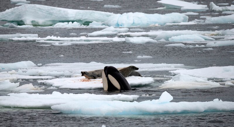 Die Beute der Orcas liegt angerichtet auf Eisschollen – Robben, die die Laute der Orcas nur unter Wasser hören können. – Bild: ZDF und BBC
