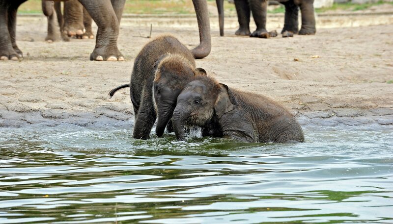 Elefantenkinder Pantha und Bogor im Tierpark Berlin – Bild: rbb/​Thomas Ernst