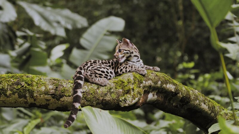 Bild: Das Amazonasbecken /​ RTL /​ Terra Incognita Docs