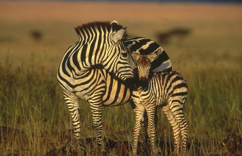 Bild: Animal Planet Bild: Animal Planet