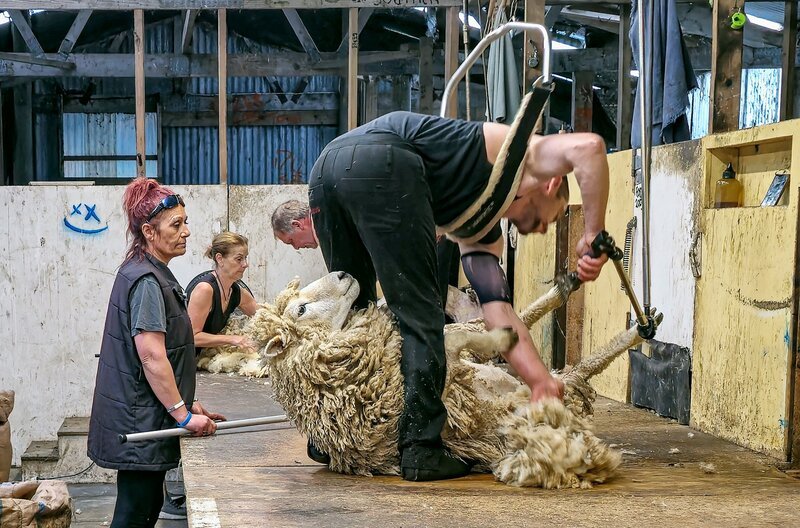 Bei den Schafscherenr auf Chatam Island – Bild: MDR/​Thomas Junker