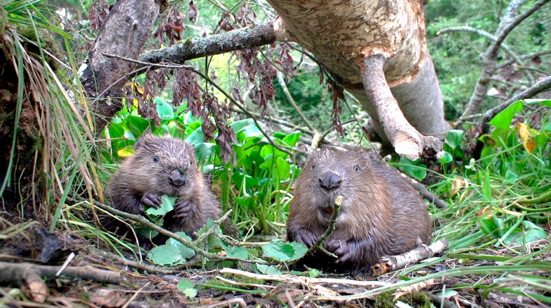 Bild: NDR/​Doclights/​Christoph Hauschild