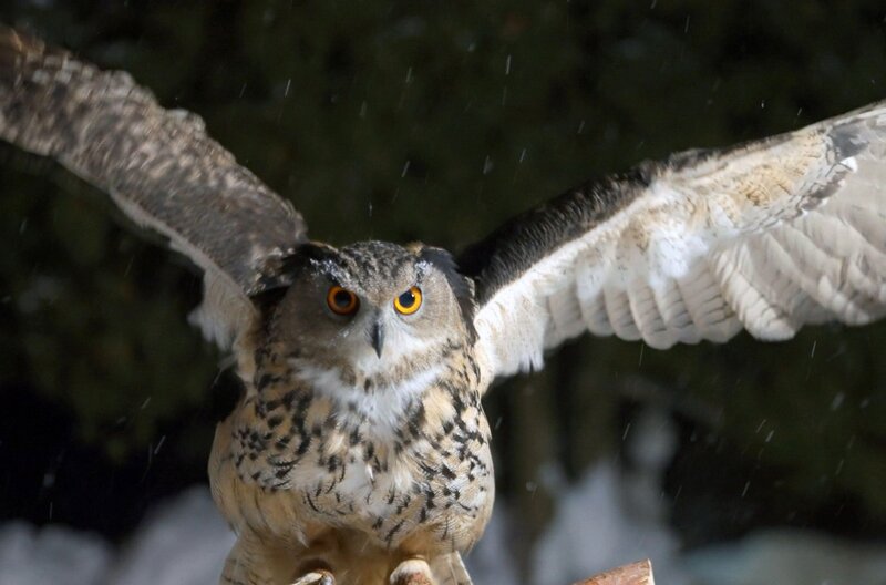 Was war das Geheimnis von „Grey Owl“, einem Trapper und Schriftsteller im Kanada des frühen 20. Jahrhunderts? – Bild: Elephant Doc
