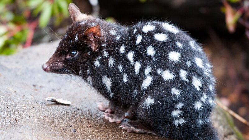 Found in the Cradle Mountain – Lake St. Clair National Park in Tasmania in the Devils@Cradle Center. – Bild: Roman Sandoz